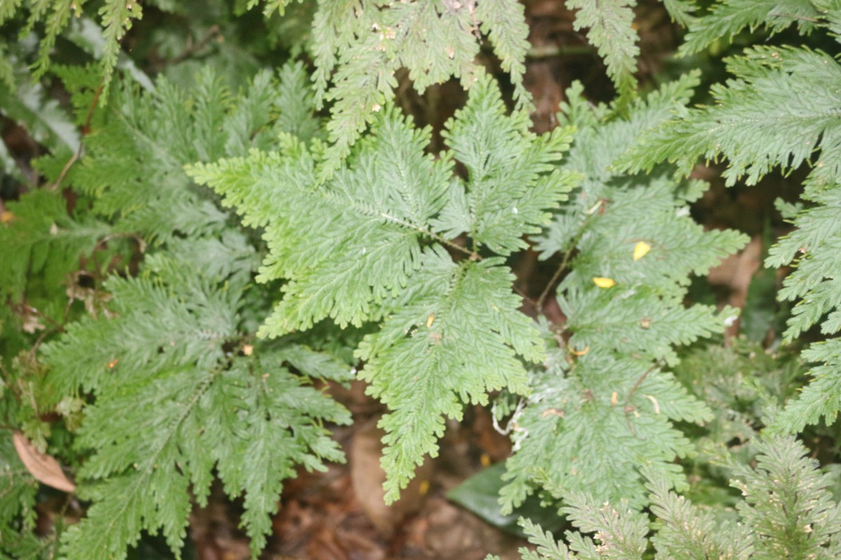 Selaginella haematodes (Kunze) Spring